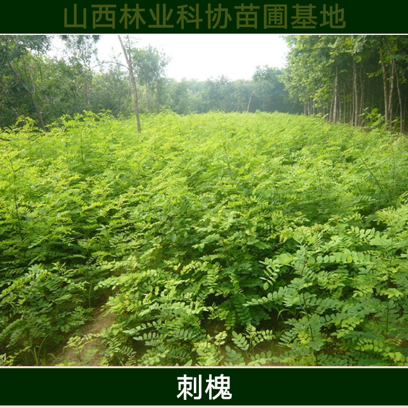 刺槐樹(shù)/刺槐價(jià)格/山西刺槐/刺槐種子/喬木生產(chǎn)在山西林業(yè)科協(xié)苗圃