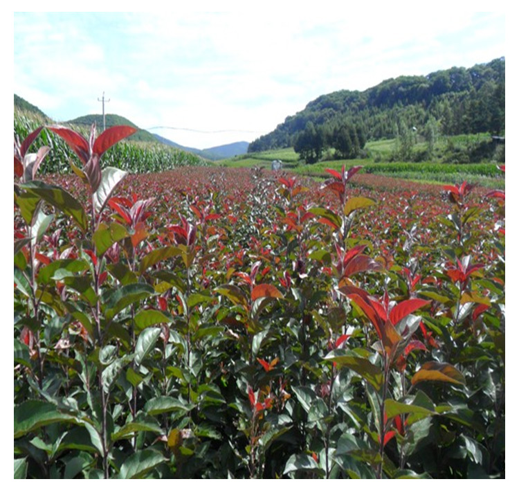 海棠苗基地-價格-批發(fā)