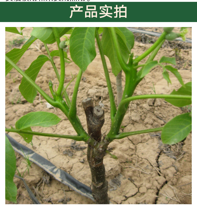 核桃苗供應(yīng)商，山西綠色優(yōu)質(zhì)薄殼核桃苗基地