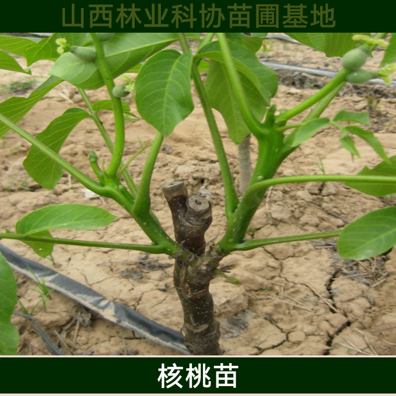 宿遷核桃苗基地批發(fā)香玲 遼河 清香 8518 晉龍綿核桃苗