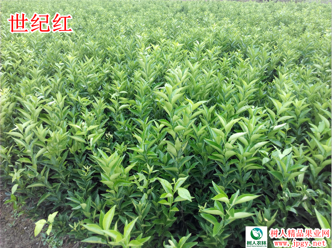 湖南不知火丑柑種植基地直銷(xiāo)批發(fā)價(jià)格多少錢(qián)-不知火丑柑栽培要點(diǎn)-管理技術(shù)指導(dǎo)找湖南樹(shù)人公司 不知火丑柑苗
