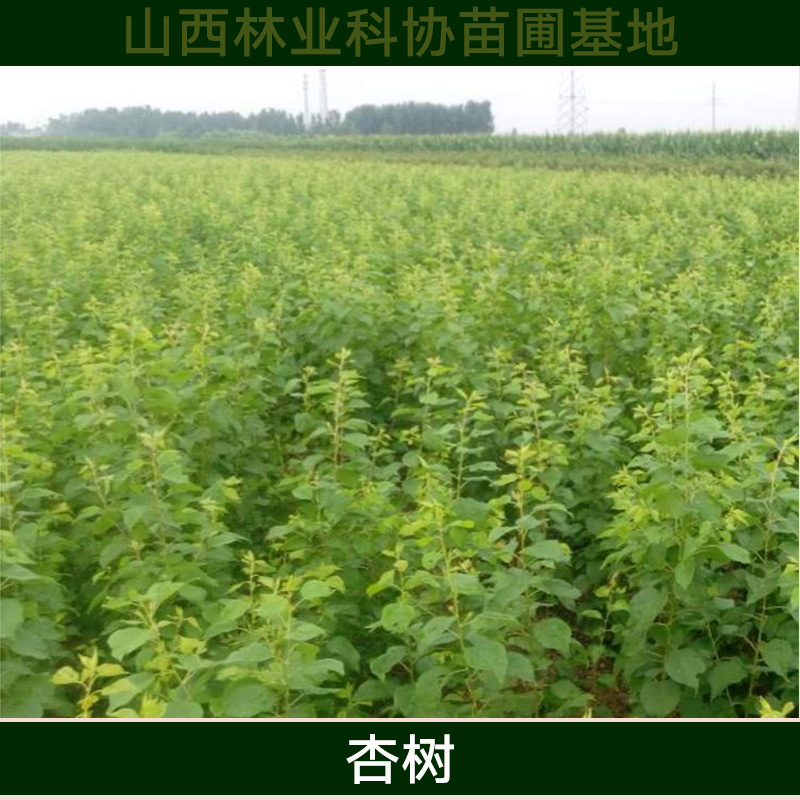 廣西杏樹苗批發(fā) 高產(chǎn)杏樹種苗 優(yōu)質(zhì)杏子樹苗木 高成活率杏樹樹苗