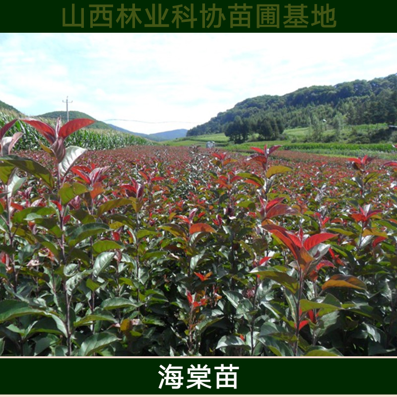 海棠苗基地-價格-批發(fā)