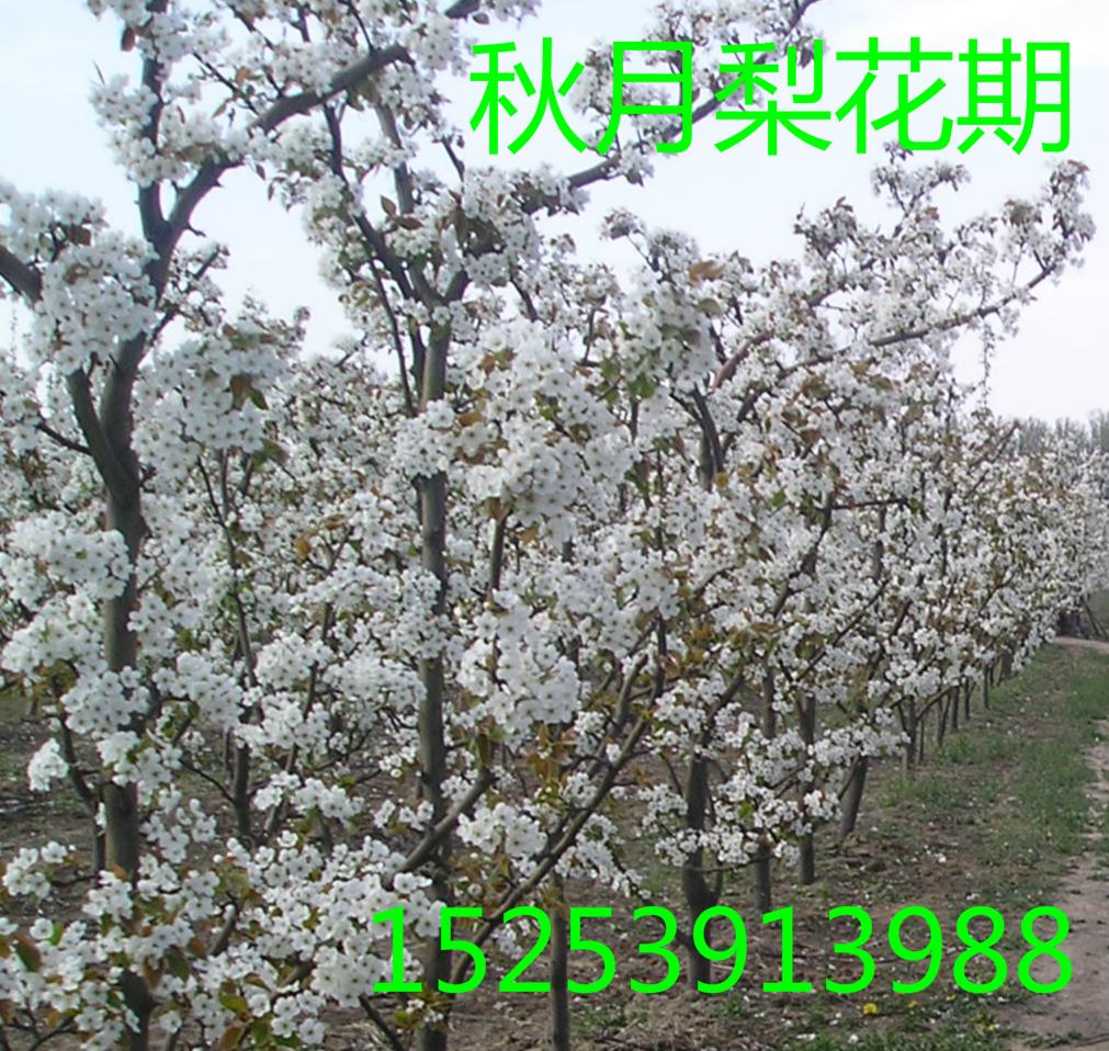秋月梨樹苗 供應(yīng)秋月梨樹苗 秋月梨樹苗價格