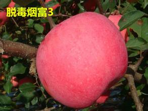 山東矮化蘋果苗 山東矮化蘋果苗價格 矮化蘋果苗基地