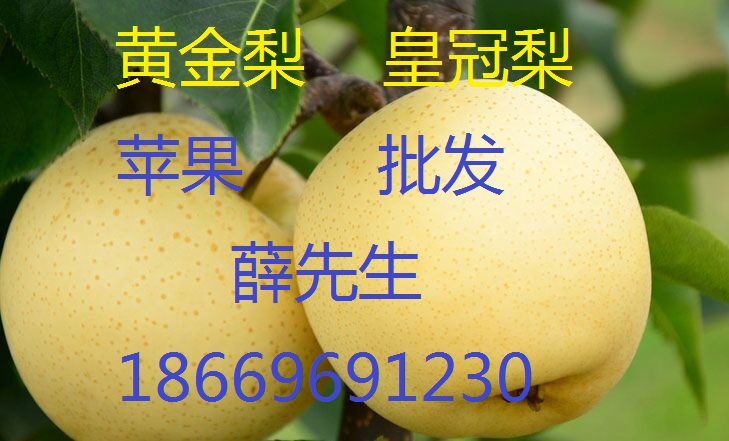 *【山東紅富士蘋果價(jià)格多少   日照紅富士蘋果供應(yīng)產(chǎn)地   蘋果價(jià)格