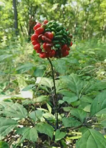 長白山特產(chǎn)各種林下參園參白條參紅參