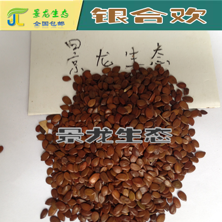 云南昆明產(chǎn)地批發(fā)，灌木種子 銀合歡種子
