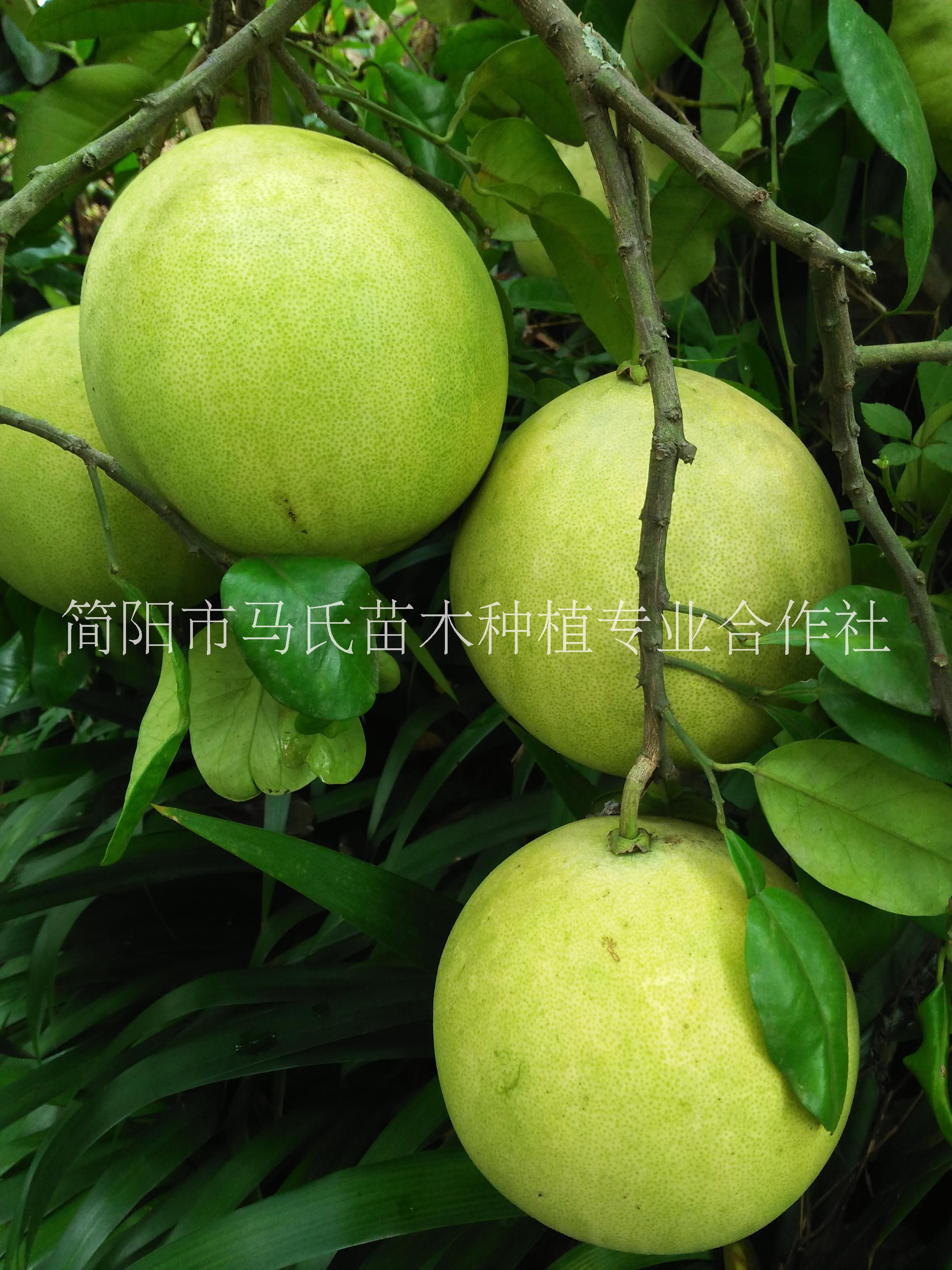 柚子苗/紅心蜜柚苗/柚子苗批發(fā) /福建紅心蜜柚/ 柚子苗/紅肉蜜柚苗/柚子苗批發(fā)
