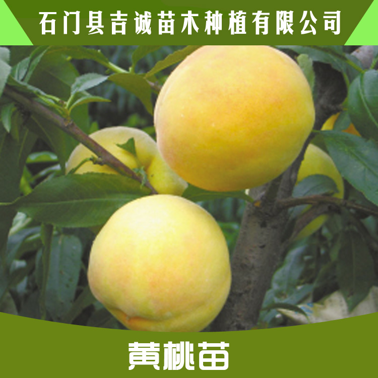 錦繡黃桃苗 優(yōu)質(zhì)水果苗黃桃苗 黃桃樹苗種植 優(yōu)良品種黃桃苗