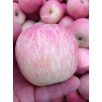 煙臺(tái)【紅富士蘋(píng)果蘋(píng)果價(jià)格】蘋(píng)果    山東紅富士蘋(píng)果產(chǎn)地  日照紅富士蘋(píng)果價(jià)格行情