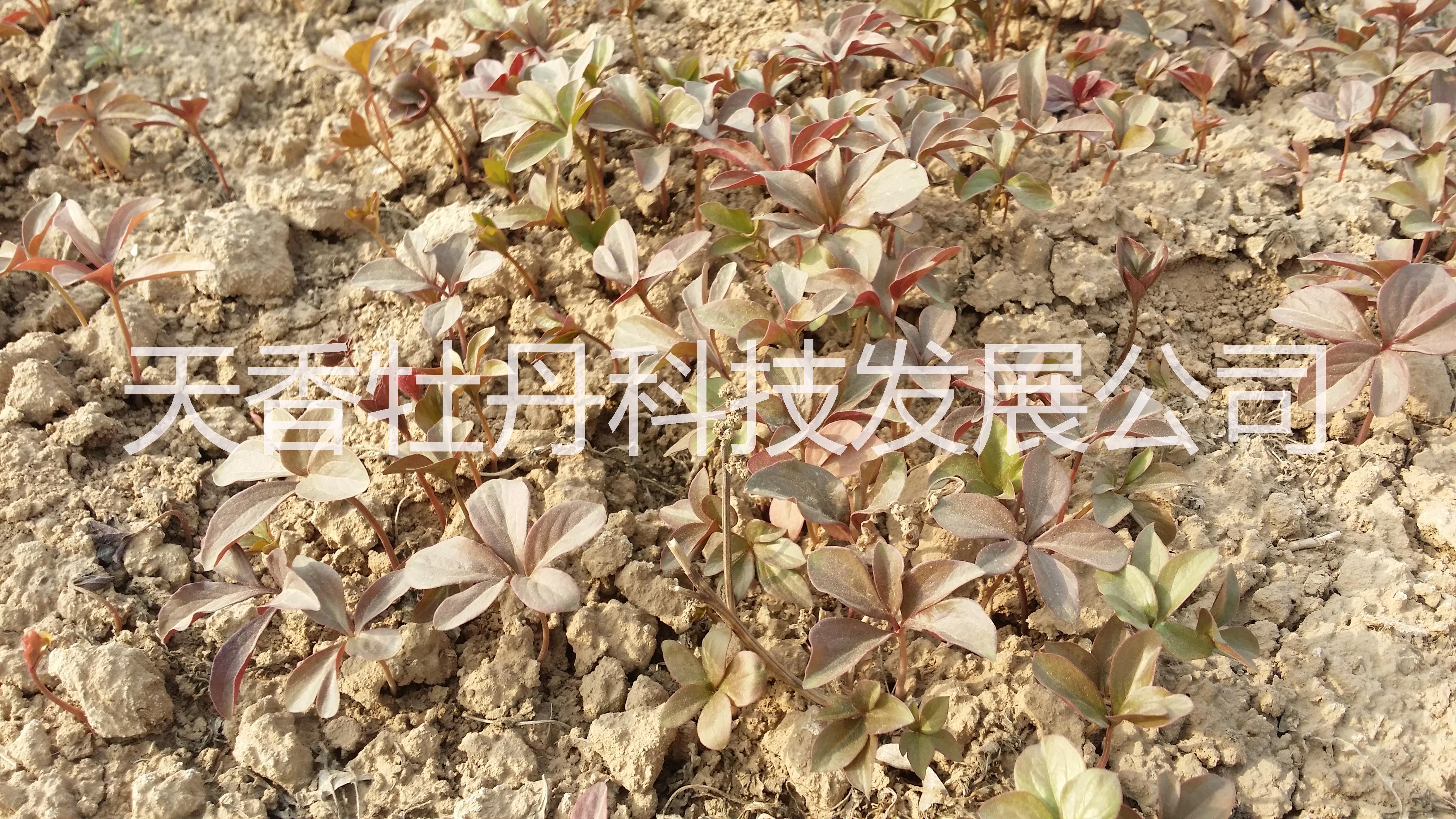 白芍-白芍苗子-白芍種子-山東白芍*品種-*的育苗基地免費提供種植管理技術