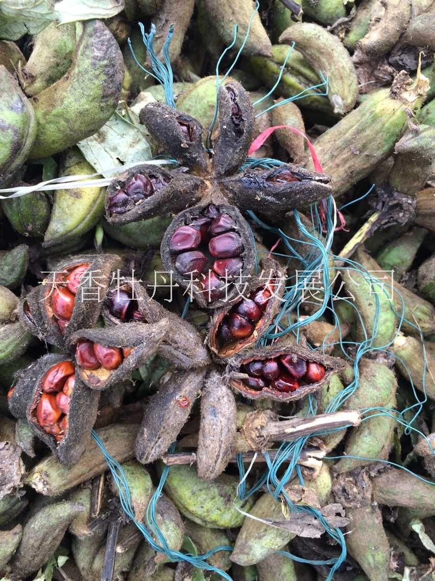 油用牡丹苗_油用牡丹苗出售_油用牡丹籽油_油用牡丹生產(chǎn)基地 牡丹種子