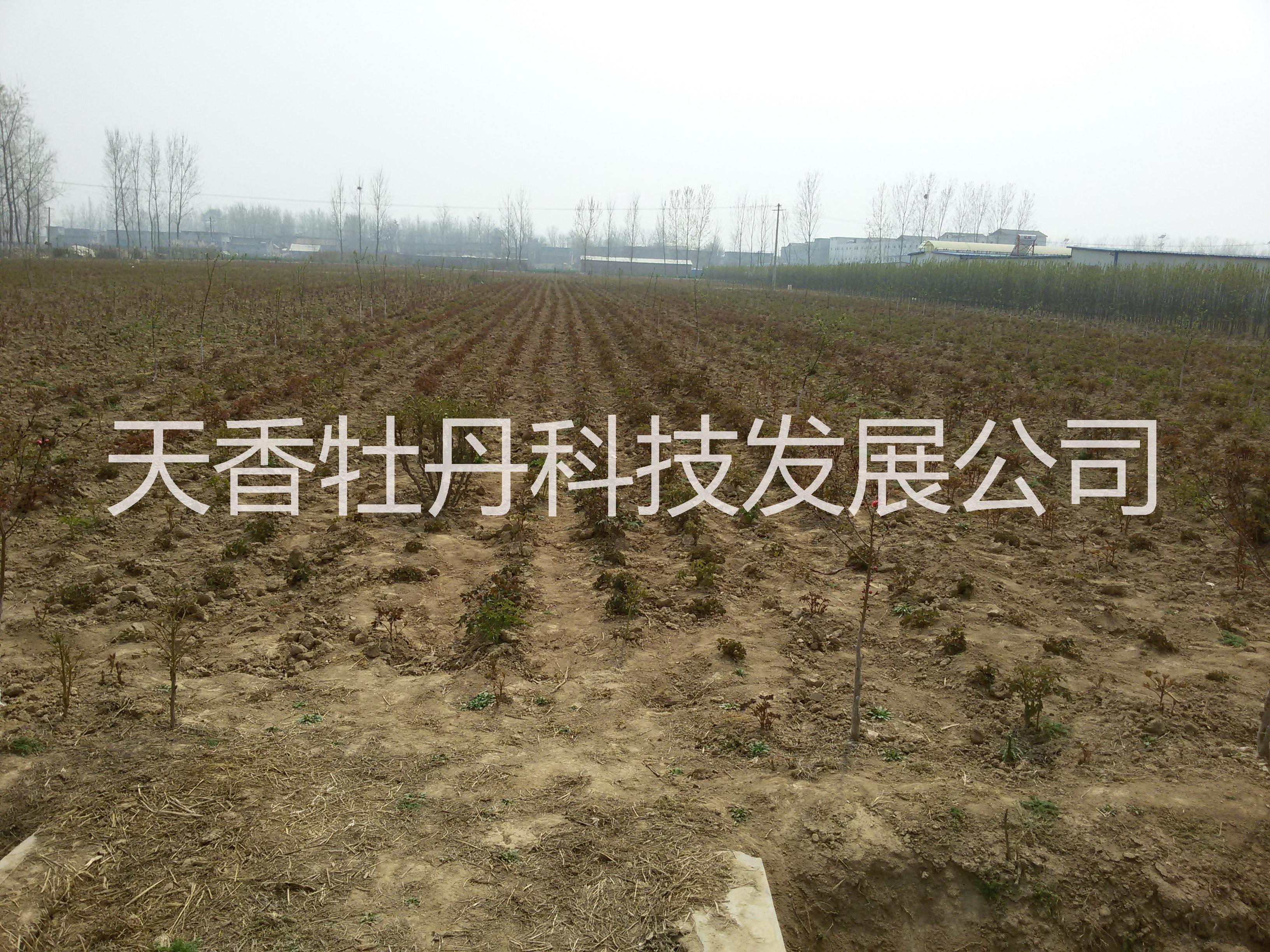 白芍-白芍苗子-白芍種子-山東白芍最 新品種-最 大的育苗基地免費提供種植管理技術(shù)