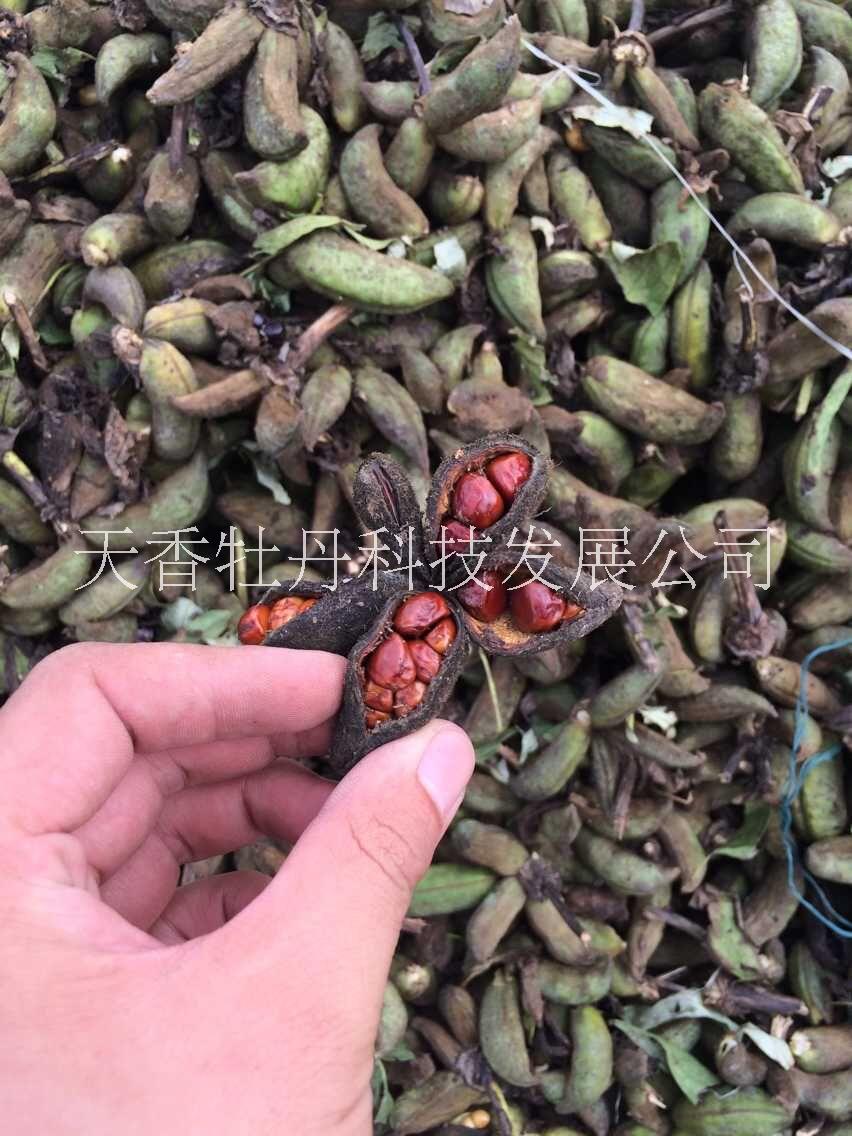油用牡丹苗_油用牡丹苗出售_油用牡丹籽油_油用牡丹生產(chǎn)基地 牡丹種子