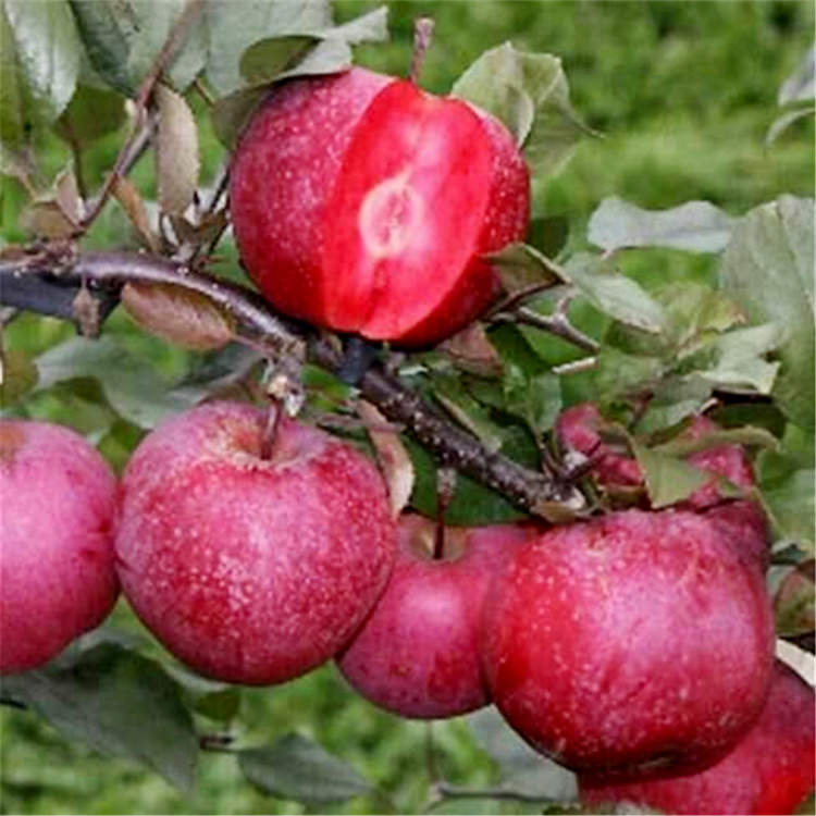 紅肉蘋果  紅肉蘋果苗0.8-1.5公分蘋果成苗