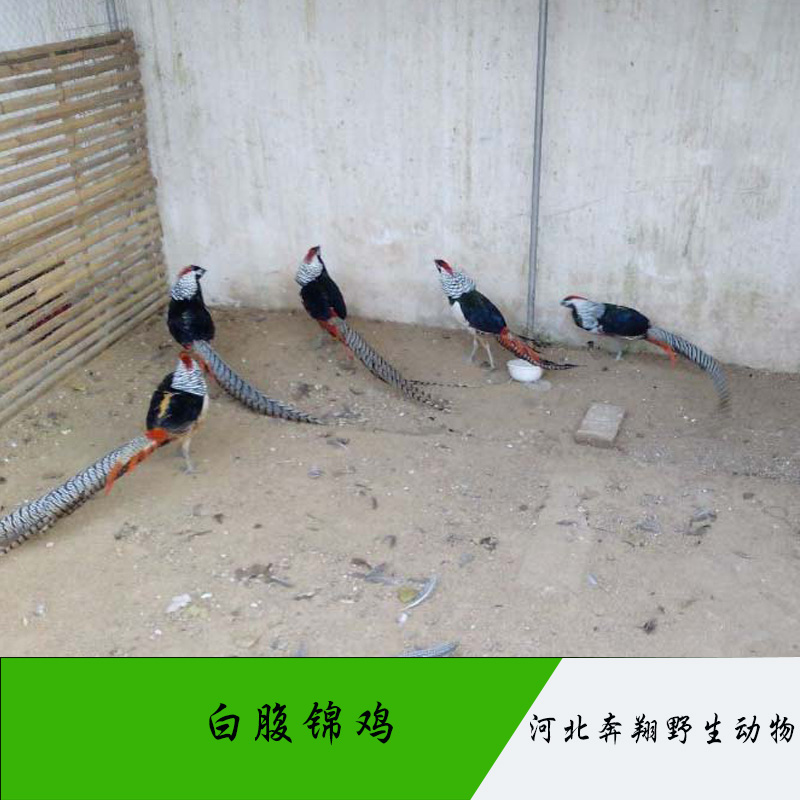 河北 白腹錦雞 觀賞性動物白腹錦雞活體 錦雞銅雞養(yǎng)殖 白腹錦雞雄鳥
