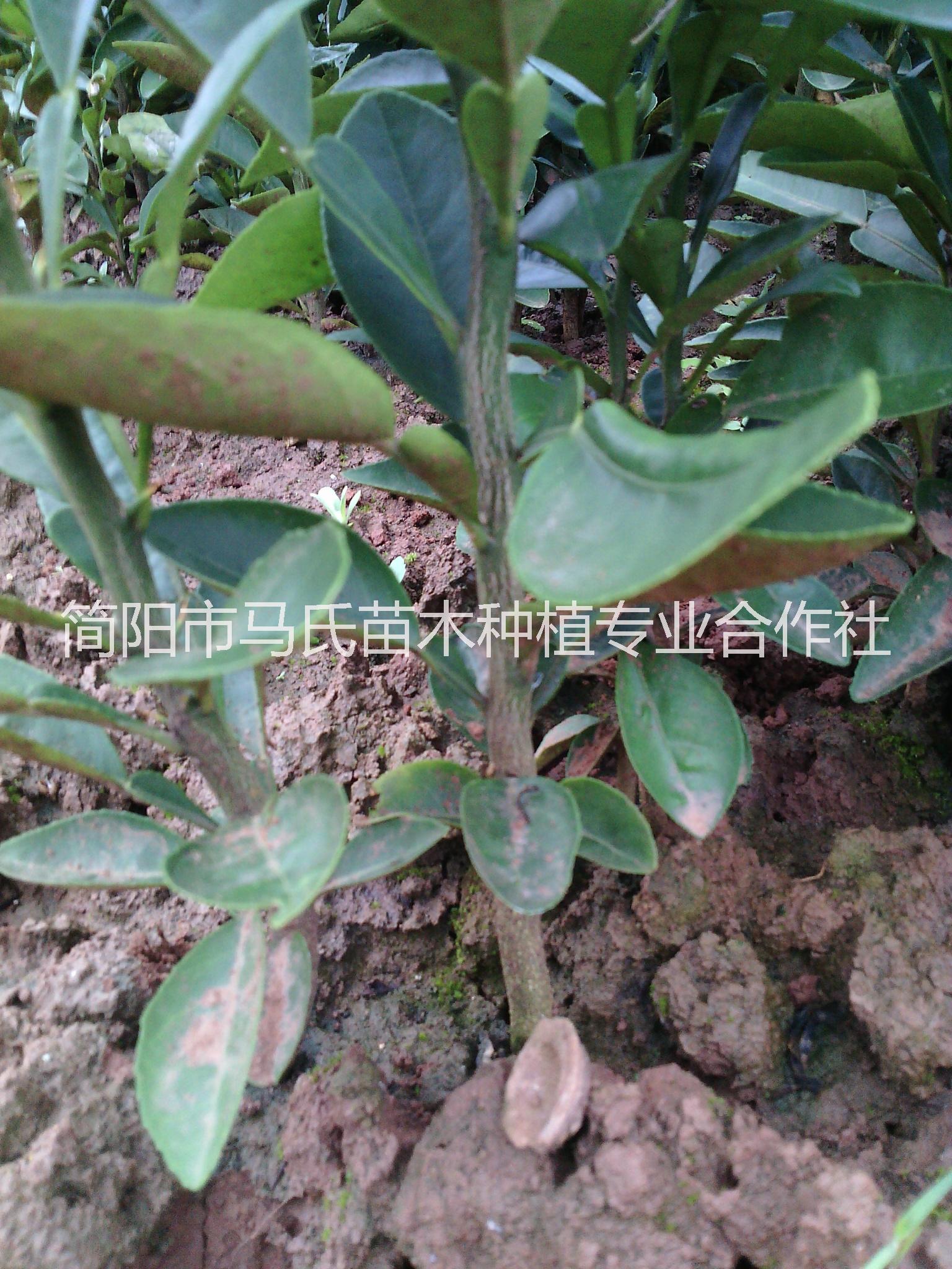 酸柚苗價(jià)格/酸柚苗基地/酸柚苗/酸柚苗價(jià)格/酸柚苗基地