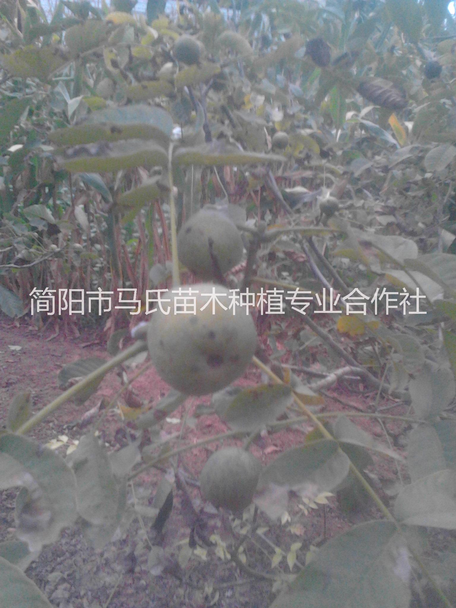 核桃苗/重慶核桃苗價格/四川核桃苗/核桃樹苗/薄皮核桃苗批發(fā)/簡陽核桃苗批發(fā)