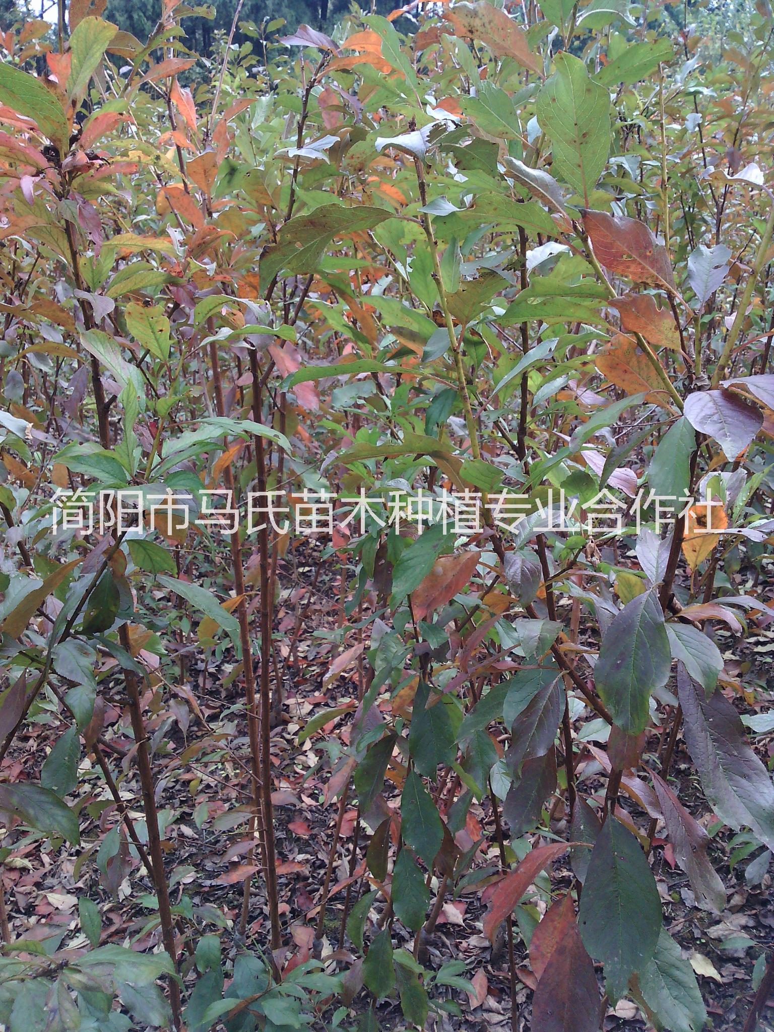 青脆李/ 青脆李樹苗/四川青脆李/成都青脆李批發(fā)/哪里有青脆李苗
