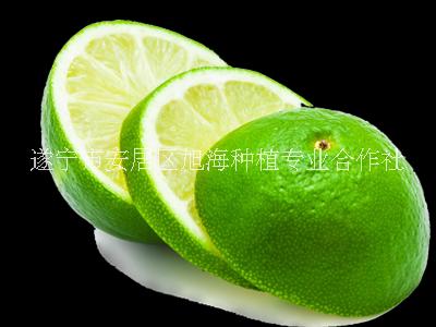 康檸源一級青檸檬，產地直接批發(fā)，量大價優(yōu)，歡迎采購