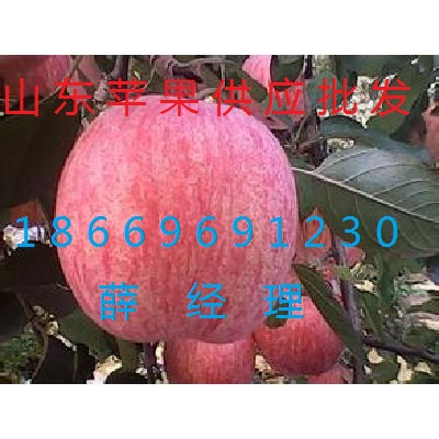 哪里有紅富士蘋(píng)果批發(fā)價(jià)格便宜 山東蘋(píng)果種植基地批發(fā)價(jià)格山東蘋(píng)果