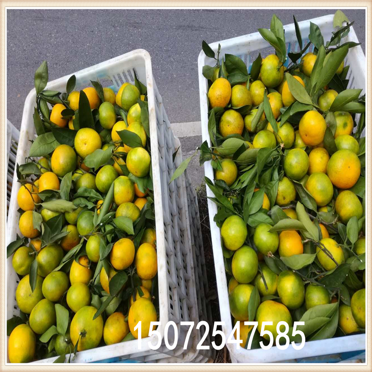 湖北秭歸皮薄多汁臍橙批發(fā)