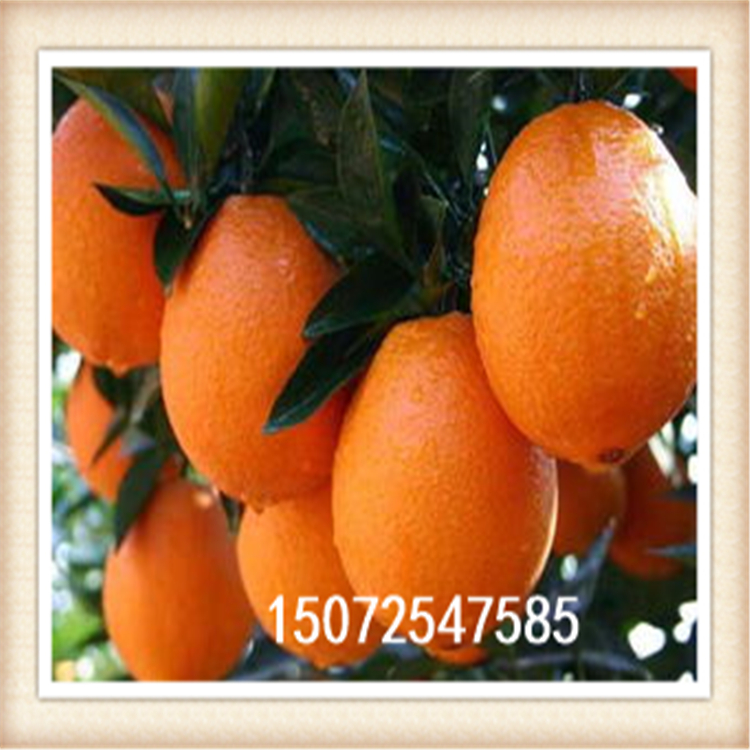 湖北臍橙批發(fā)價格，秭歸臍橙批發(fā)價，秭歸臍橙多少錢一斤