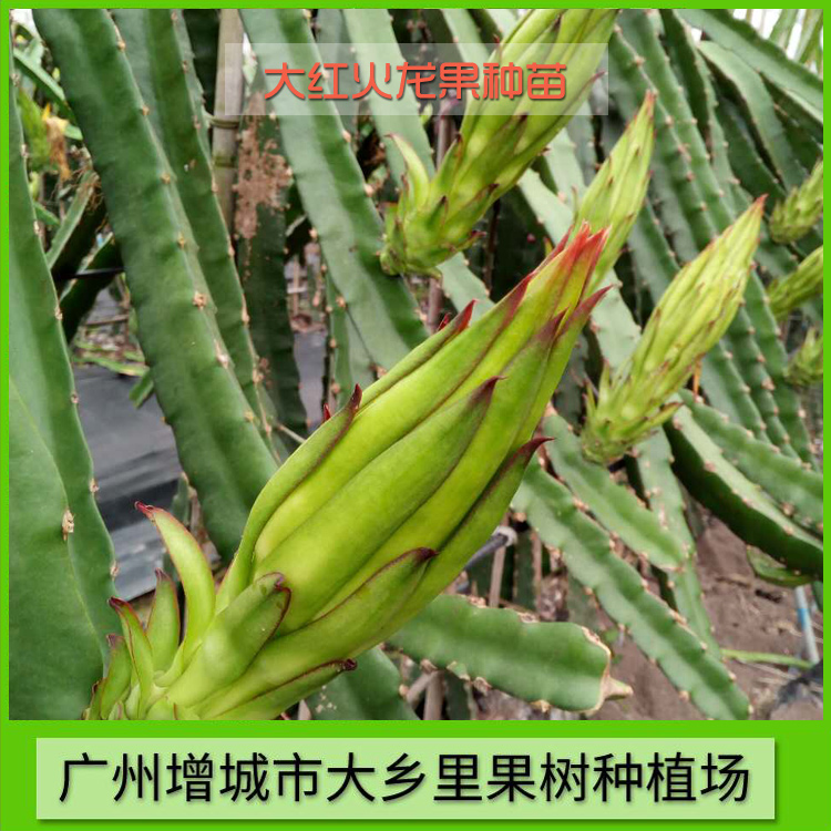 大紅火龍果苗價(jià)格 臺(tái)灣大紅火龍果種苗批發(fā)價(jià) 廣州大紅火龍果種植園