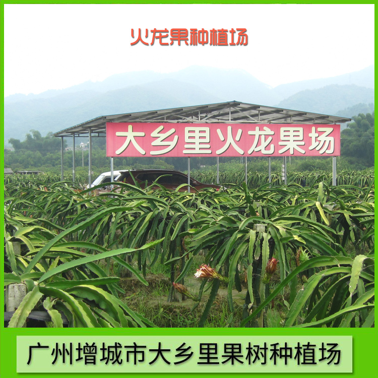 火龍果種植場 專業(yè)火龍果種植場 廣東火龍果種植場 火龍果種植場供應(yīng)