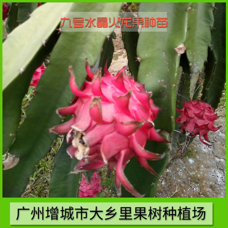 專業(yè)九號水晶火龍果種植 大葉水晶火龍果種苗批發(fā) 九號水晶火龍果苗