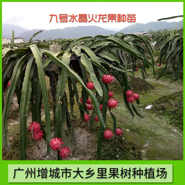 專業(yè)九號水晶火龍果種植 大葉水晶火龍果種苗批發(fā) 九號水晶火龍果苗