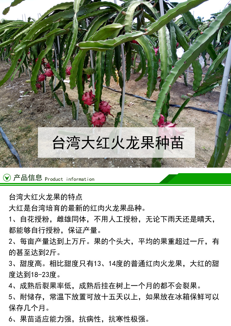 臺灣大紅火龍果種苗供應(yīng) 臺灣大紅火龍果苗價格 臺灣大紅火龍果種植園