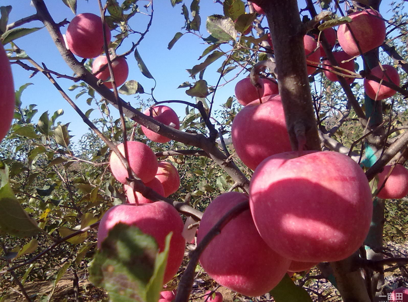陜西膜袋紅富士蘋果 【陜西膜袋紅富士蘋果】