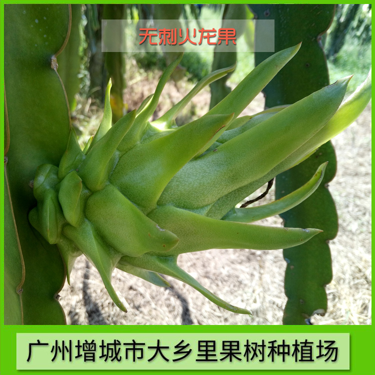 廣州無刺火龍果種苗批發(fā)價，廣州增城無刺火龍果苗
