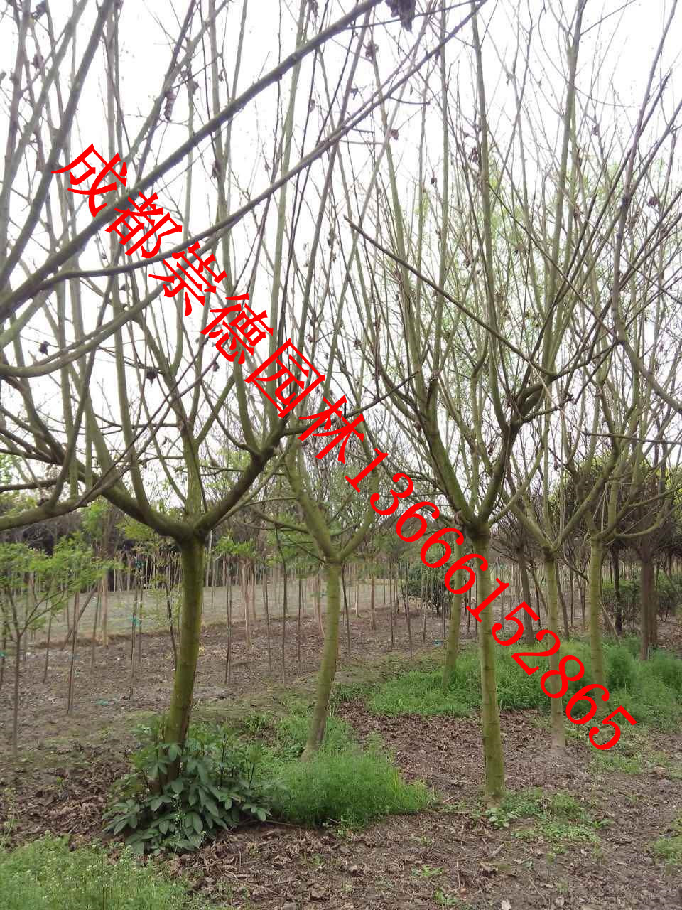 成都*批發(fā)木芙蓉