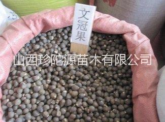 山西文冠果批發(fā)多少錢 文冠果苗多少錢一棵 文冠果苗哪里有賣