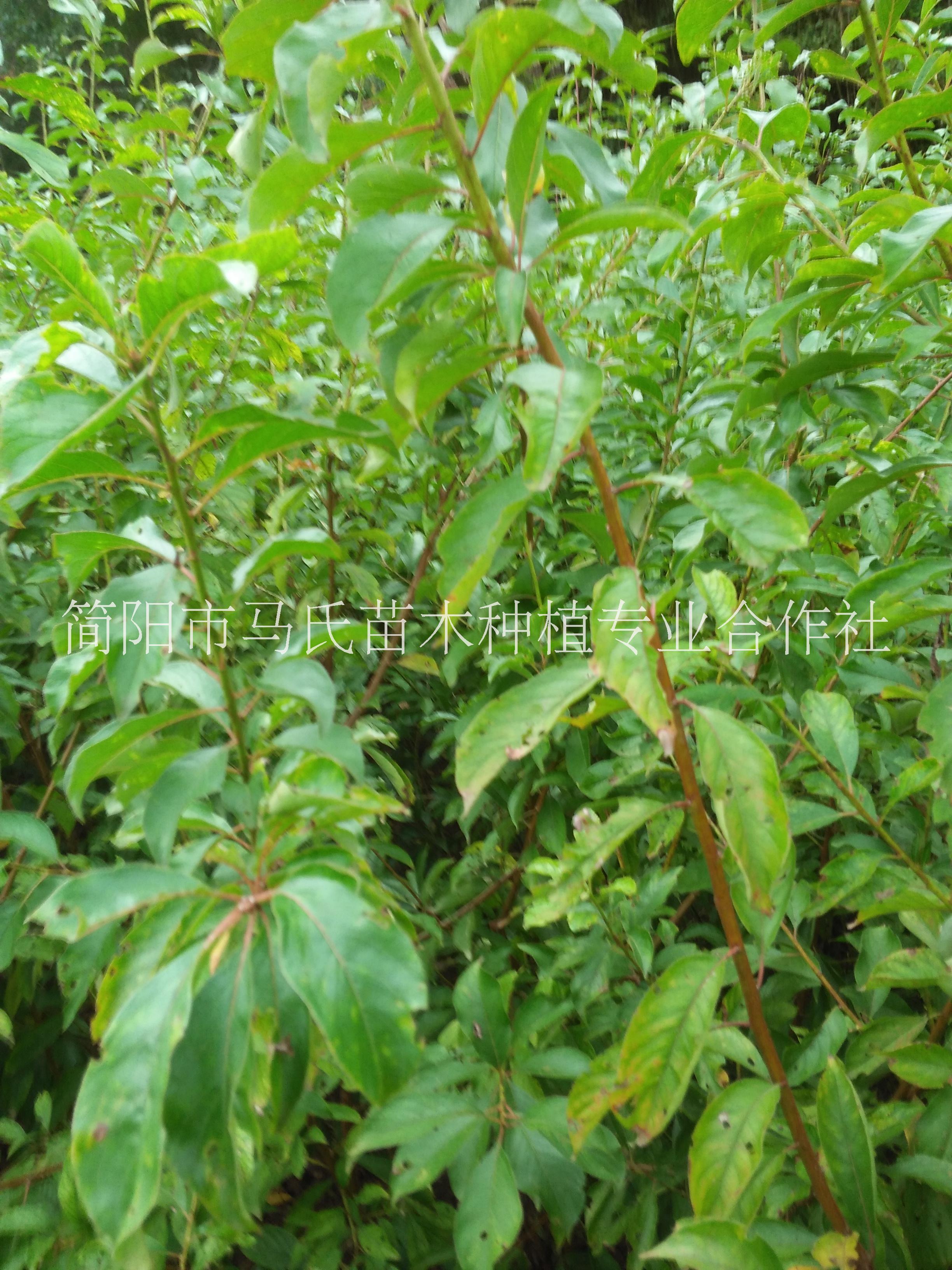 汶川脆紅李介紹/汶川脆紅李苗/汶川脆紅李樹苗/李子樹苗