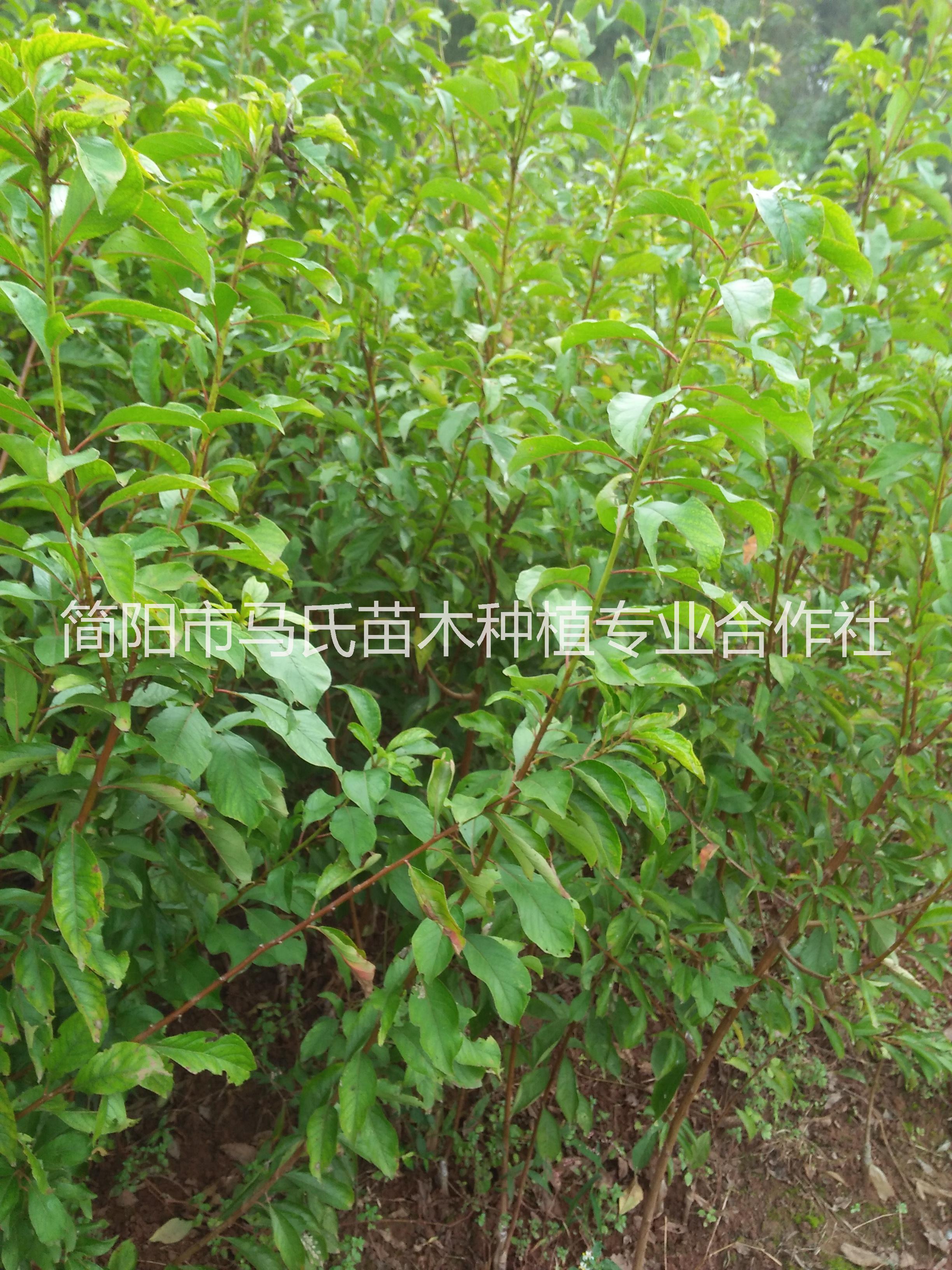 汶川脆紅李介紹/汶川脆紅李苗/汶川脆紅李樹苗/李子樹苗