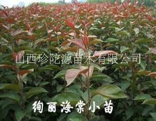 山西優(yōu)質(zhì)絢麗用于城市綠化薔薇科植物海棠苗 批發(fā)基地