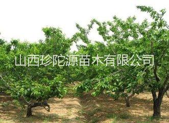 山西優(yōu)質(zhì)薔薇科灌木果樹扦插用于種植櫻桃苗 批發(fā)價格