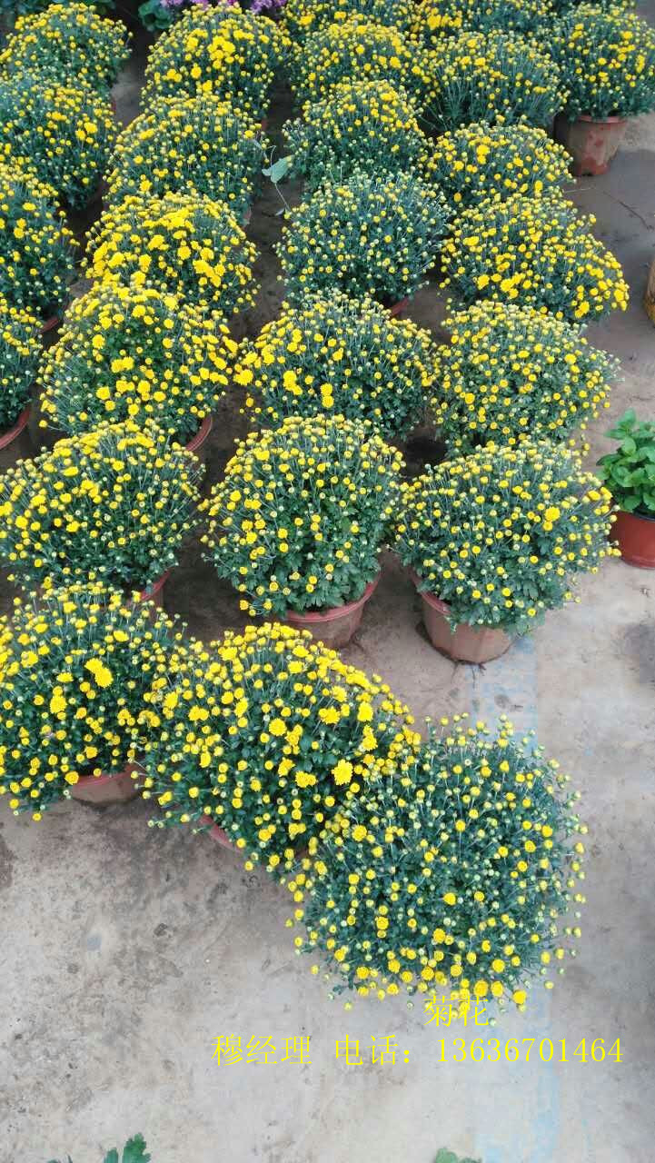 新疆草花批發(fā)基地咨詢電話 新疆黑心菊魯冰花羽扇豆