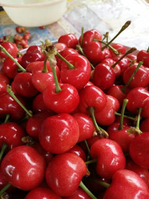 吉塞拉大櫻桃 吉塞拉櫻桃苗