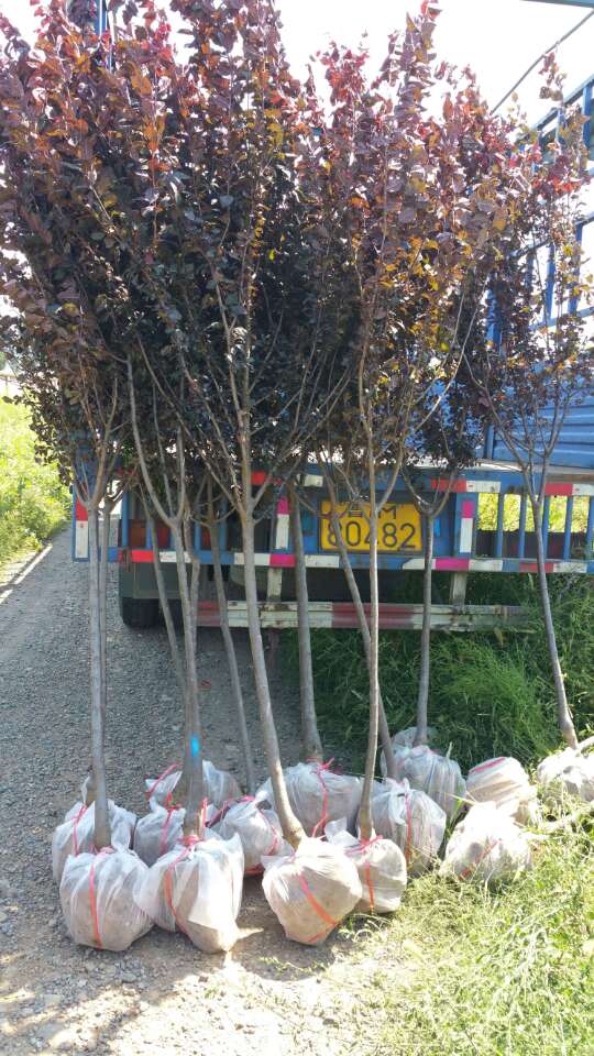 紅 葉李 紅 葉李/5公分紅葉李/