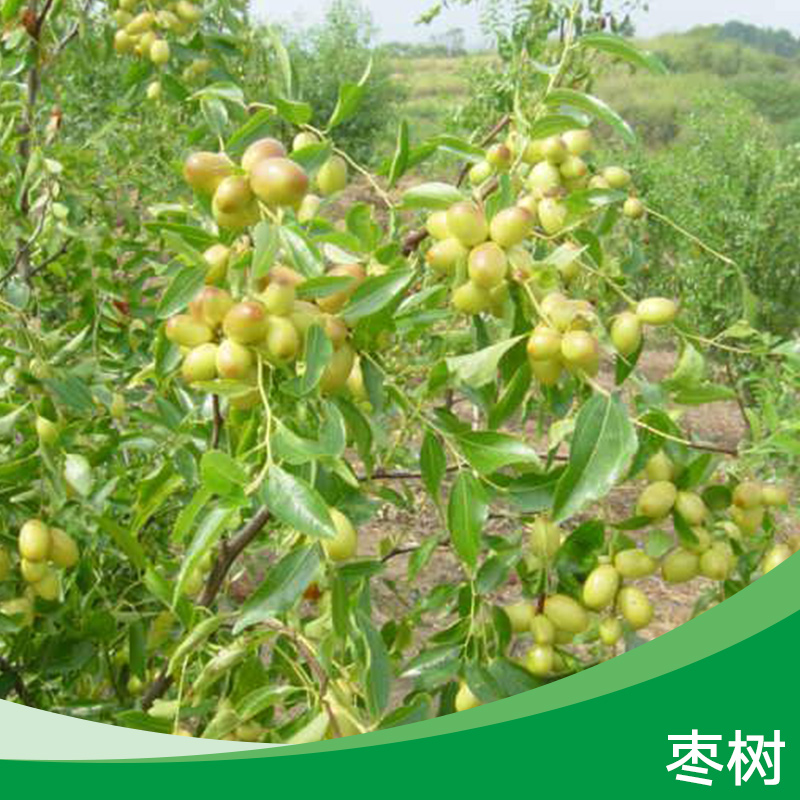 棗樹 七月鮮棗樹 雞蛋棗樹 梨棗樹 晉棗樹  贊皇大棗樹