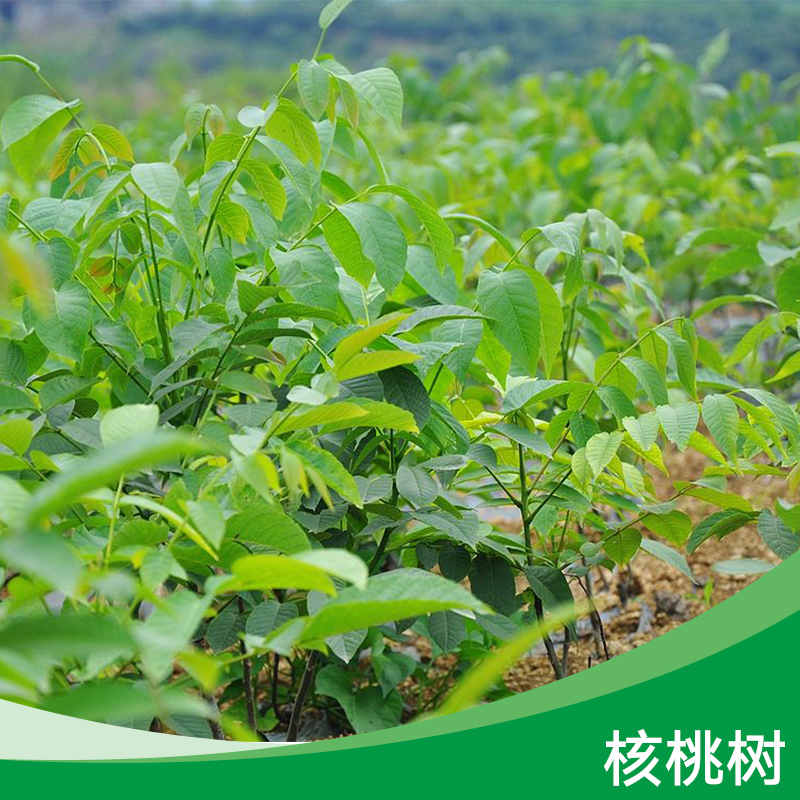 核桃樹(shù) 核桃樹(shù)苗批發(fā) 嫁接核桃樹(shù)供應(yīng)商 核桃苗廠家報(bào)價(jià)