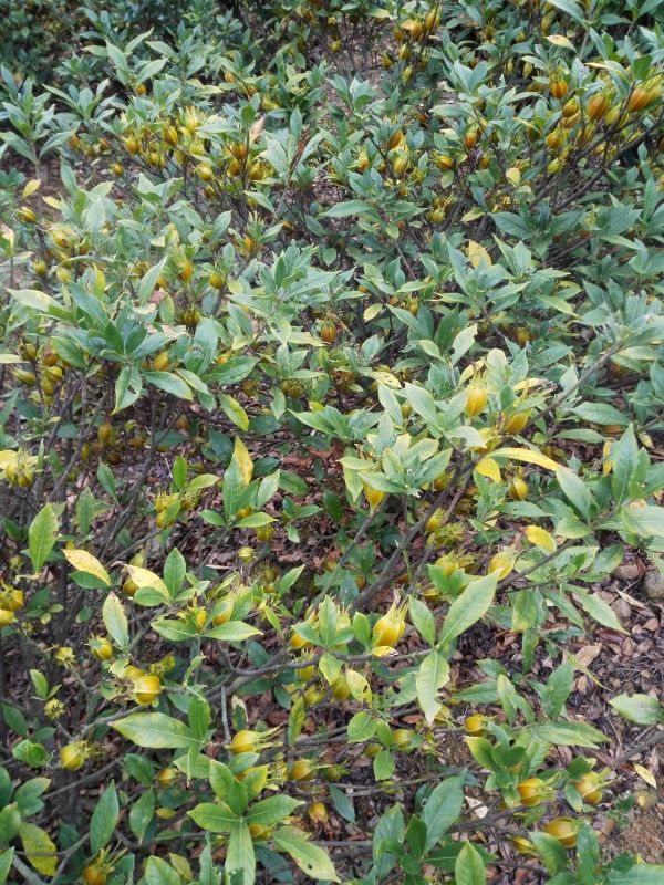 廣西黃梔子苗種植價格  濕地松黃梔子種苗批發(fā)價格