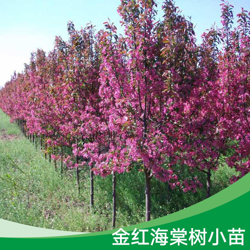 江蘇金紅海棠樹|江蘇金紅海棠樹價格|江蘇金紅海棠樹熱銷