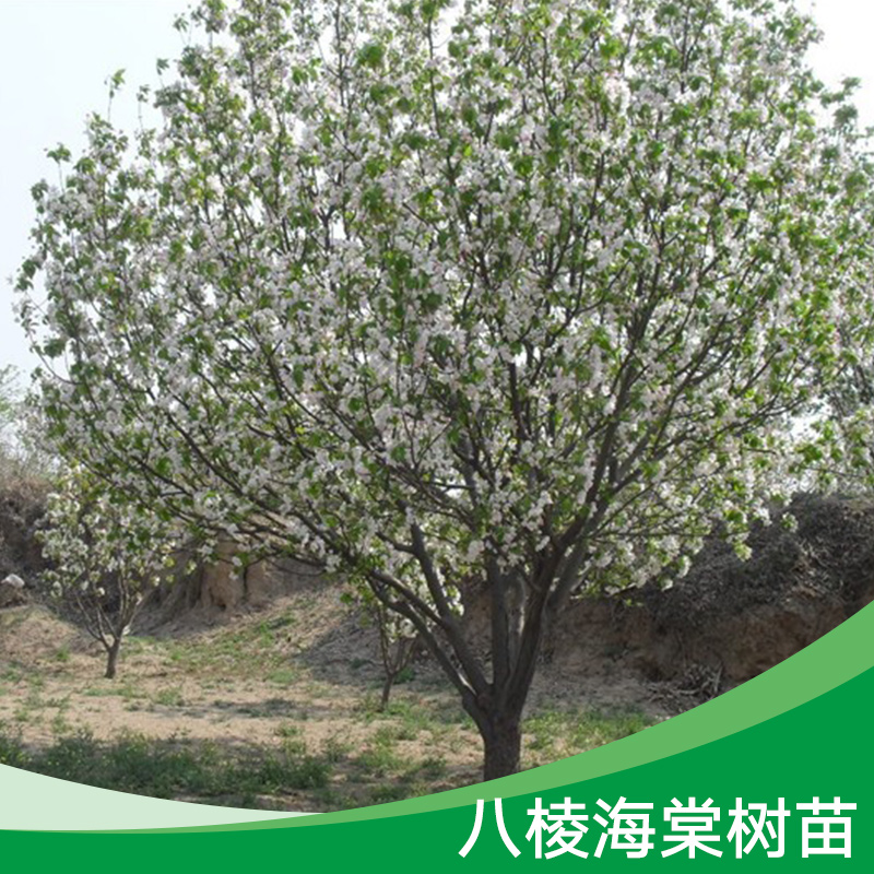 八棱海棠樹苗產(chǎn)品 八棱海棠樹苗木基地 八棱海棠樹苗現(xiàn)貨 八棱海棠樹苗價格