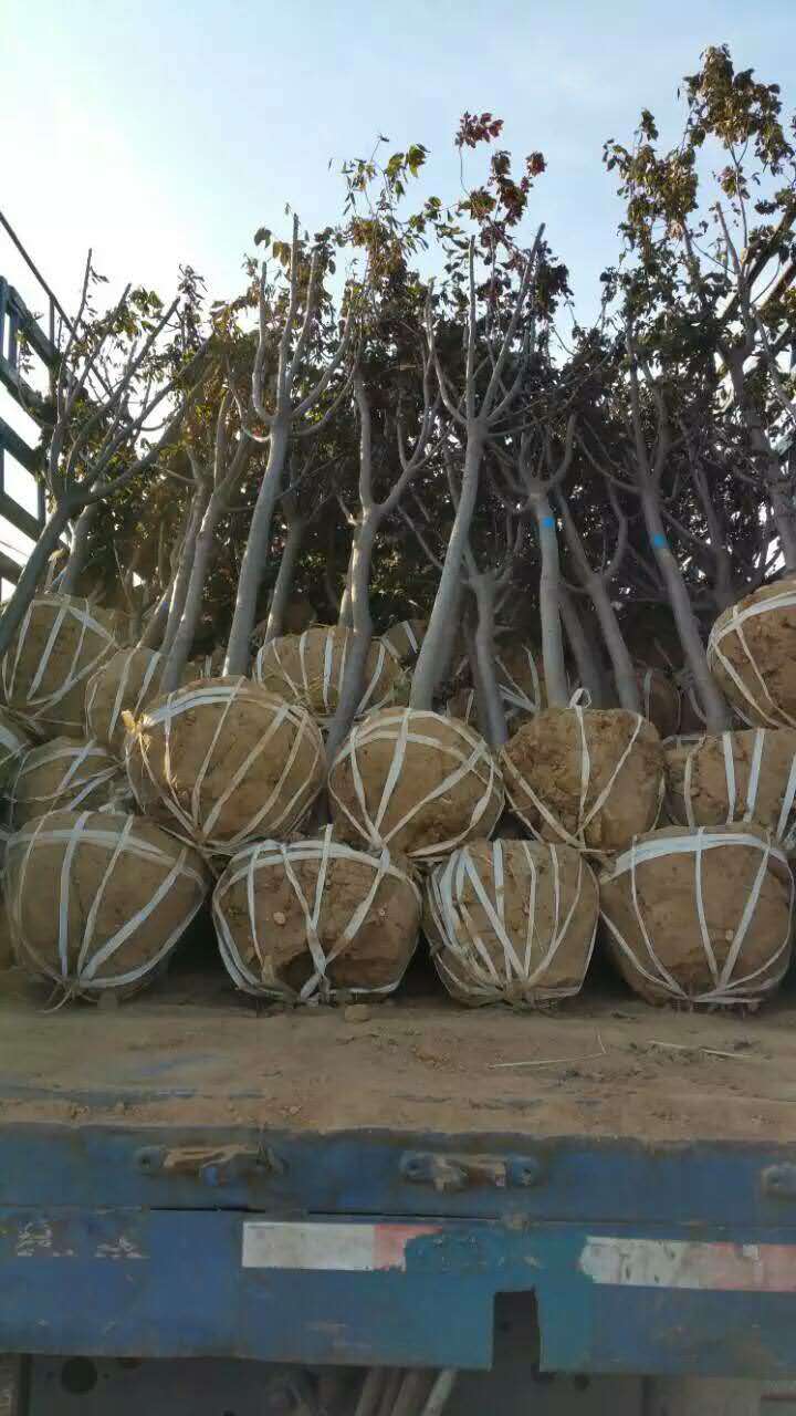 紅 葉李 紅 葉李/5公分紅葉李/